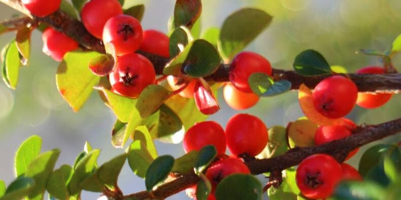 hawthorn ki te whakanui ake i te kaha